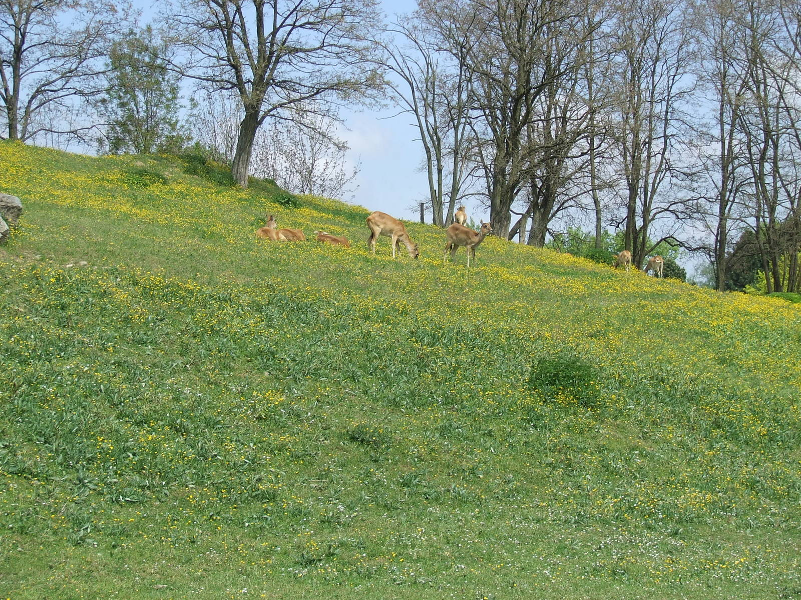 Big african enclosure