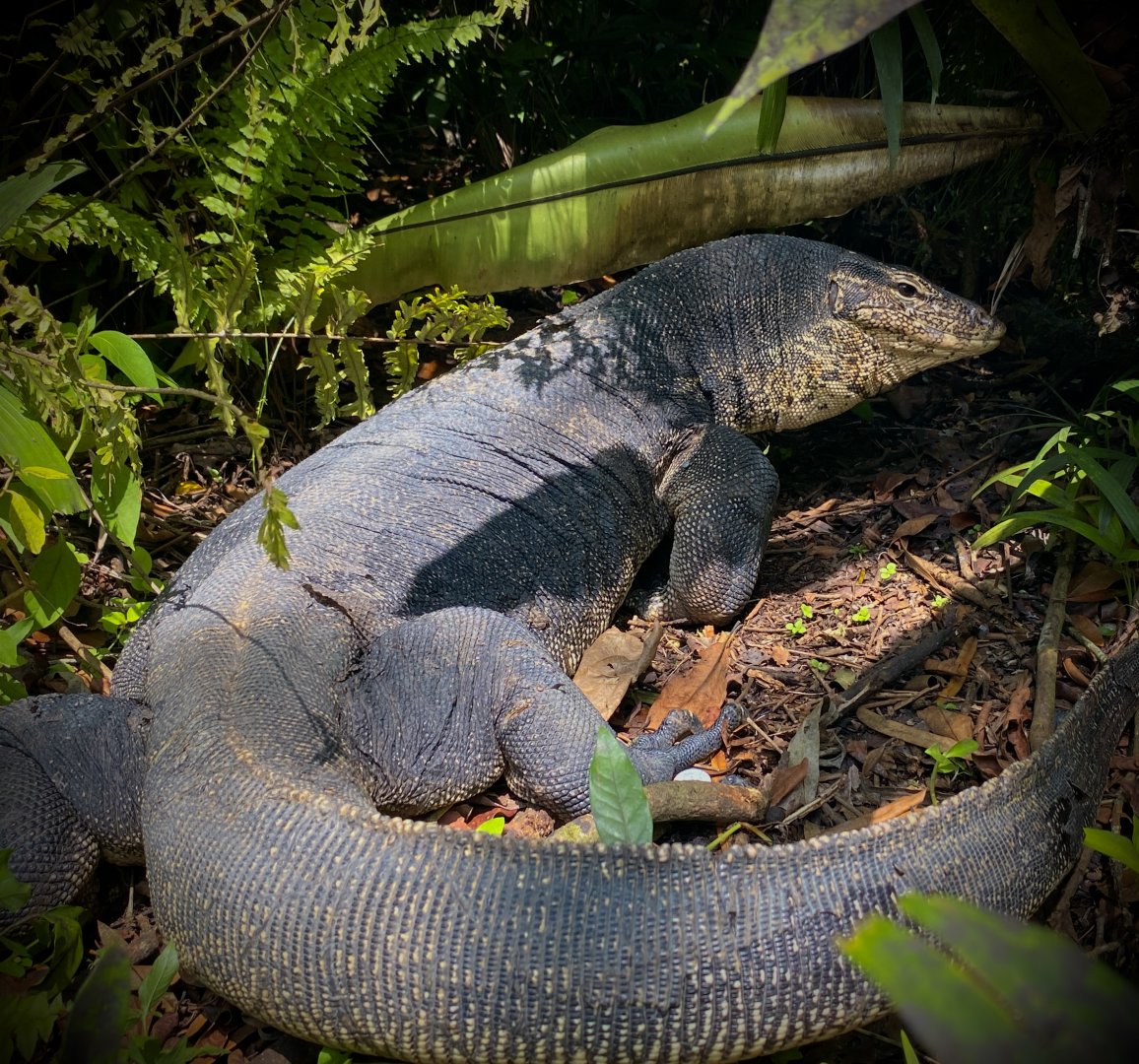 "Big Anthony" / Malayan Water Monitor (Varanus salvator)