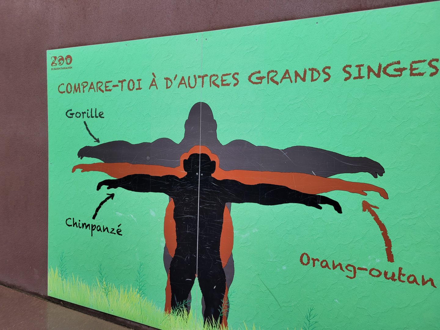 Big ape measuring sign -Zoo du bassin d'Arcachon (2024)