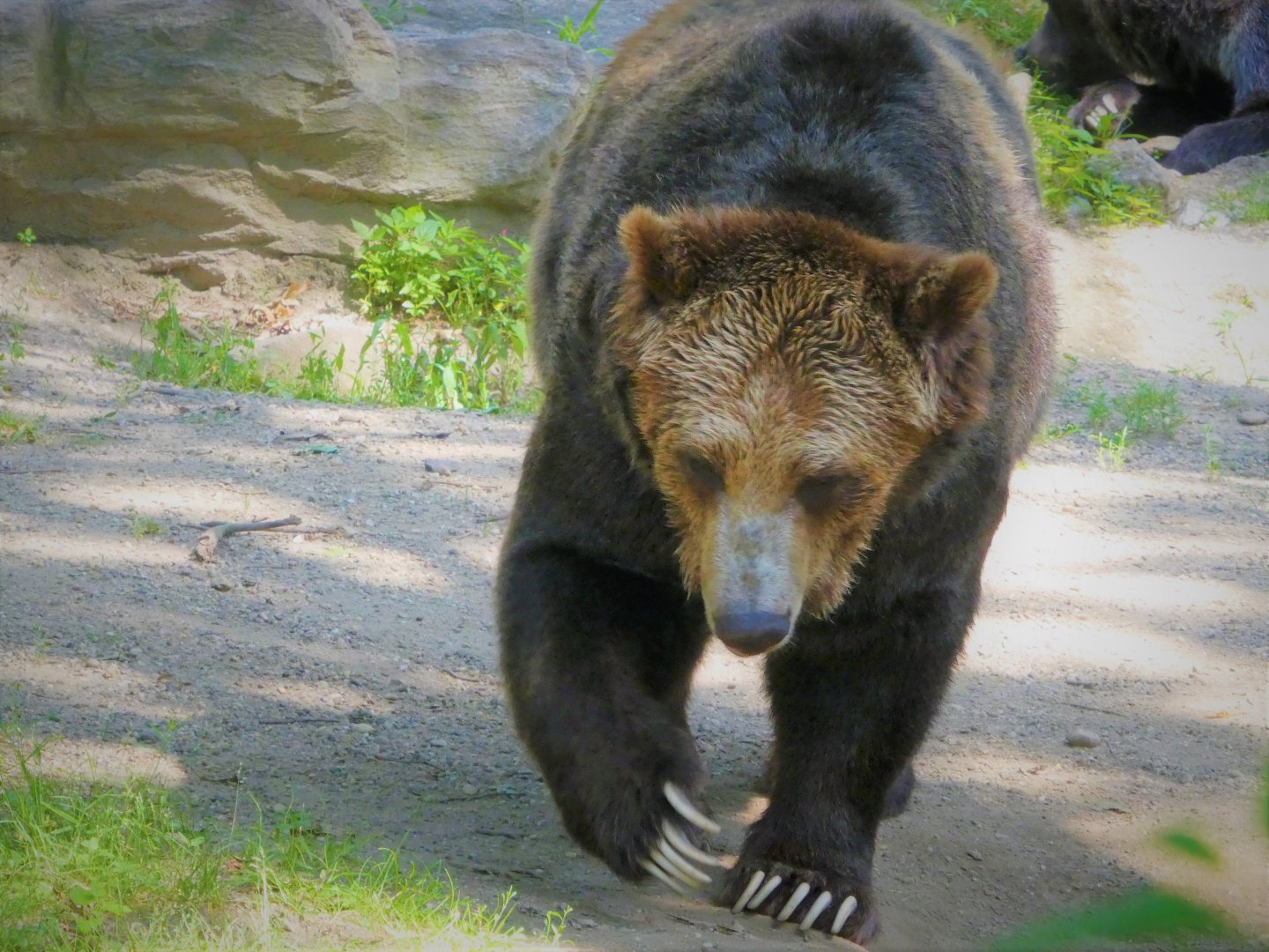 Big Bears - ABC Islands Bear
