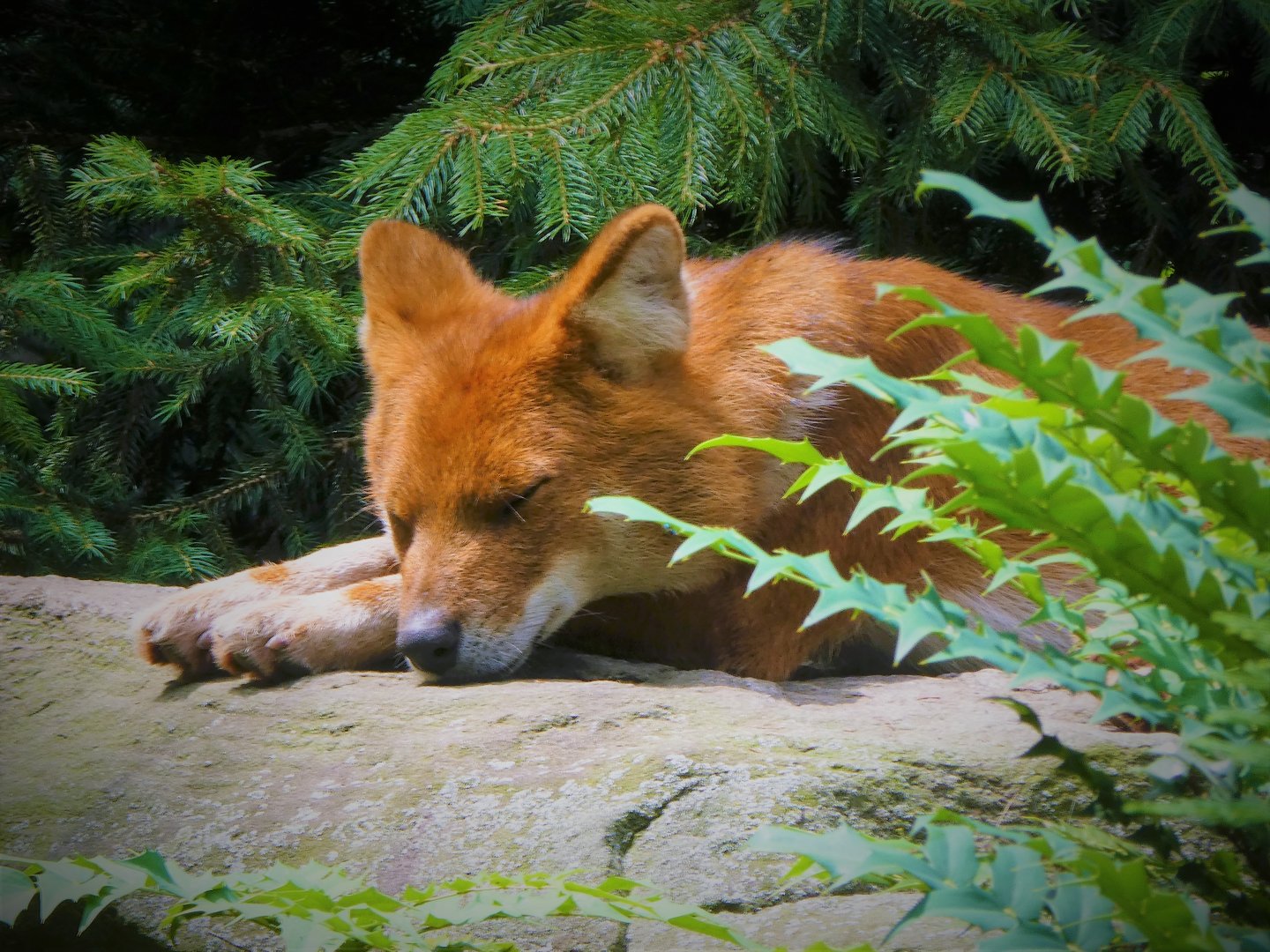 Big Bears - Asiatic Dhole