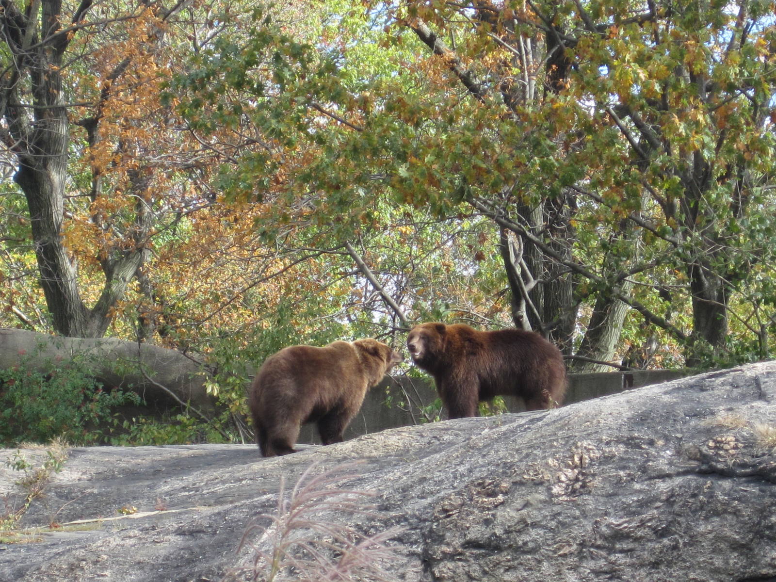 Big Bears- Bear Mountain