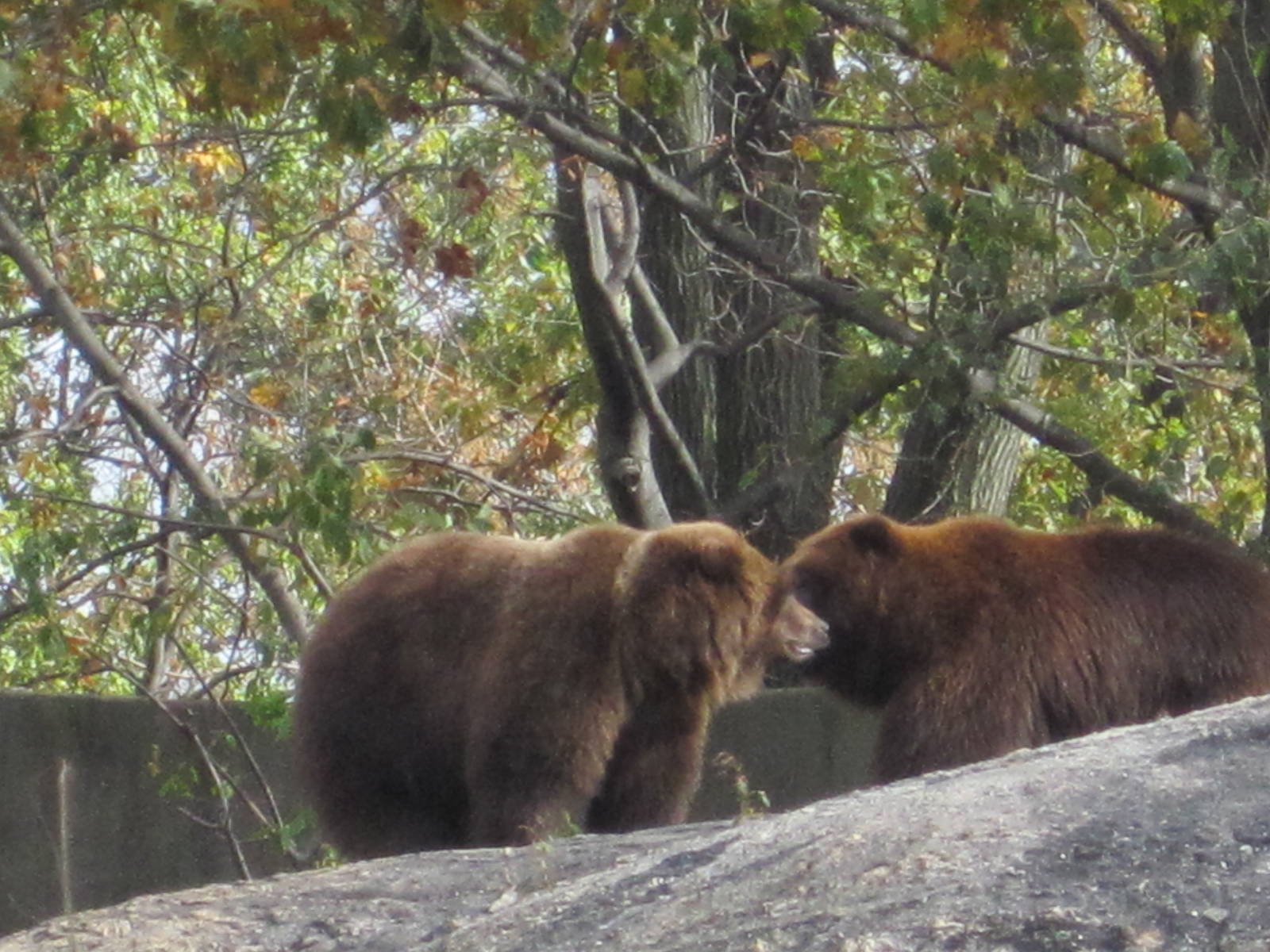 Big Bears- Brown Bear Siblings