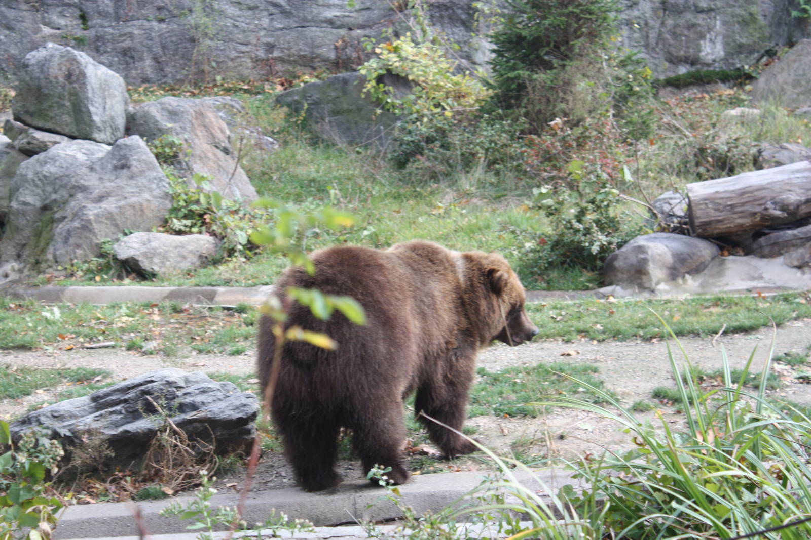 Big Bears- Brown Bear