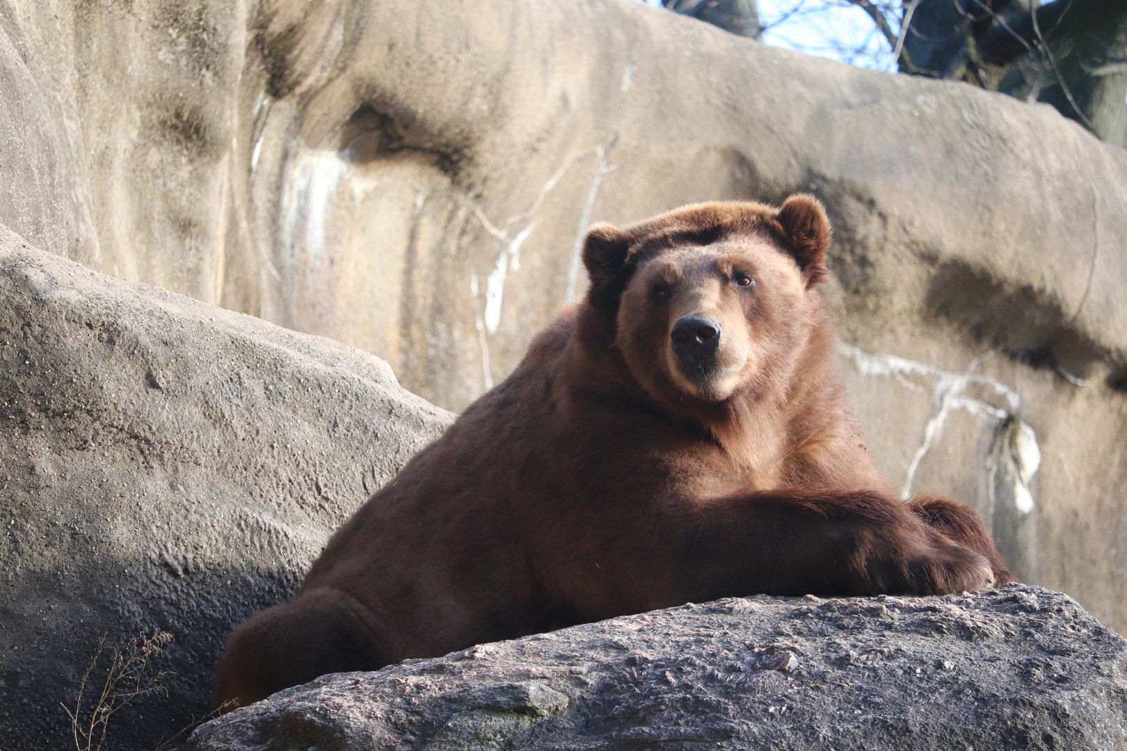 Big Bears - Brown Bear