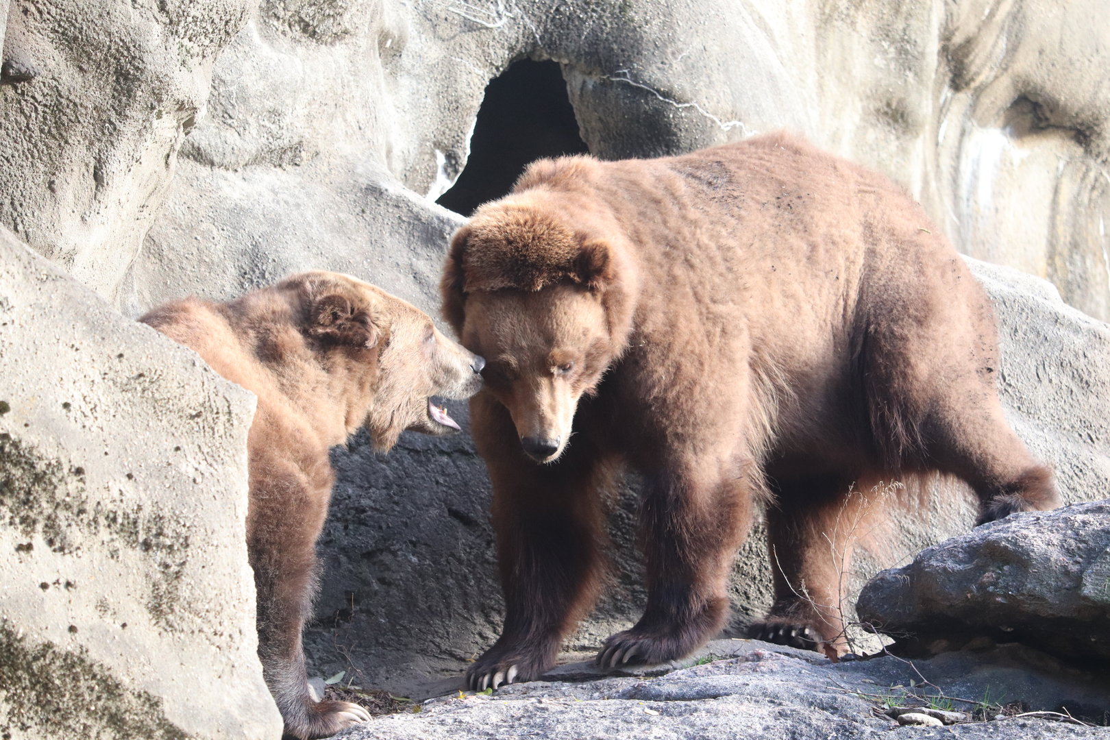 Big Bears - Brown Bear