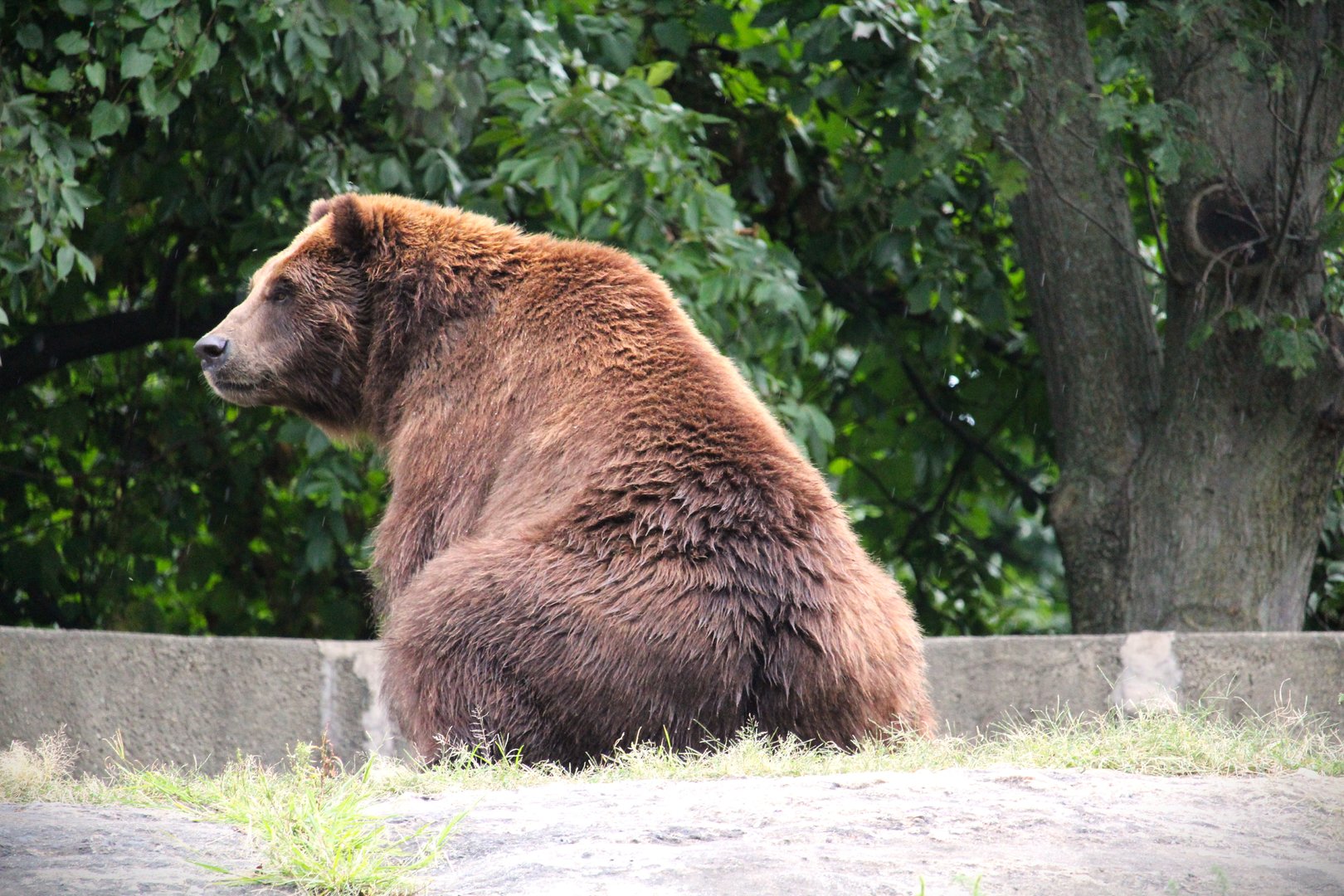 Big Bears - Grizzly Bear