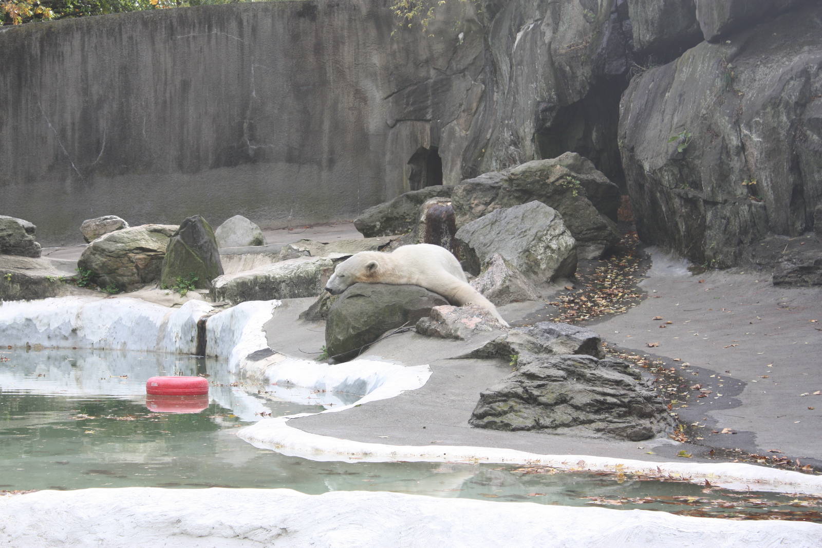 Big Bears- Polar Bear