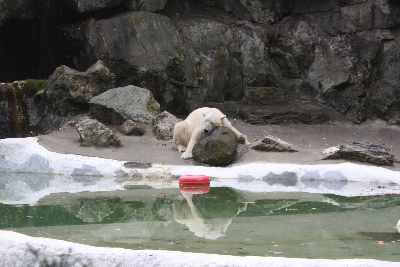 Big Bears- Tundra Napping