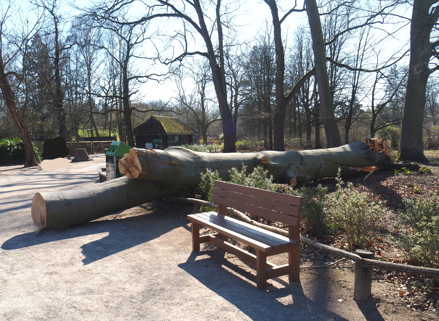 Big beech tree between entrance and rhinoceros exhibit, felled by recent storms, 2022-03-08