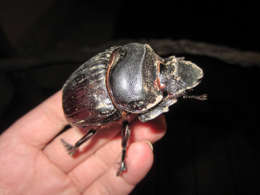 Big Beetle