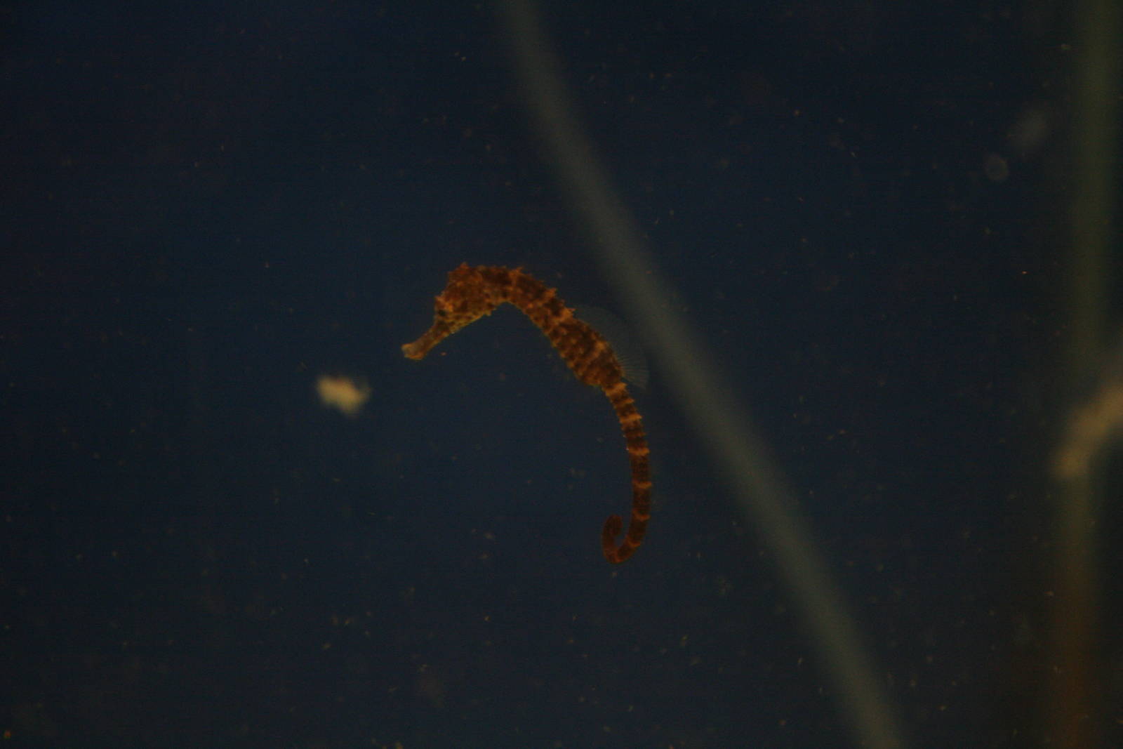Big-bellied sea horse youngster