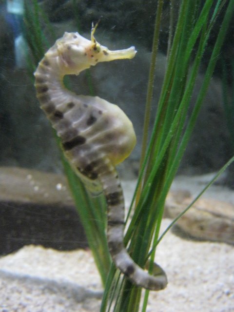 Big-Bellied Seahorse 2015