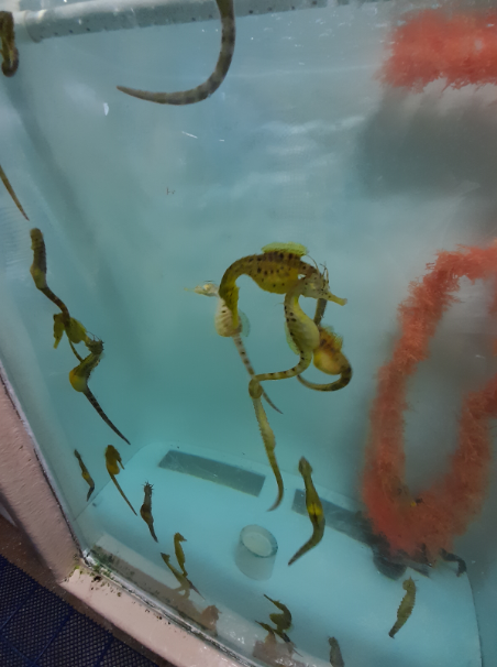 Big-Bellied Seahorse Breeding Tank