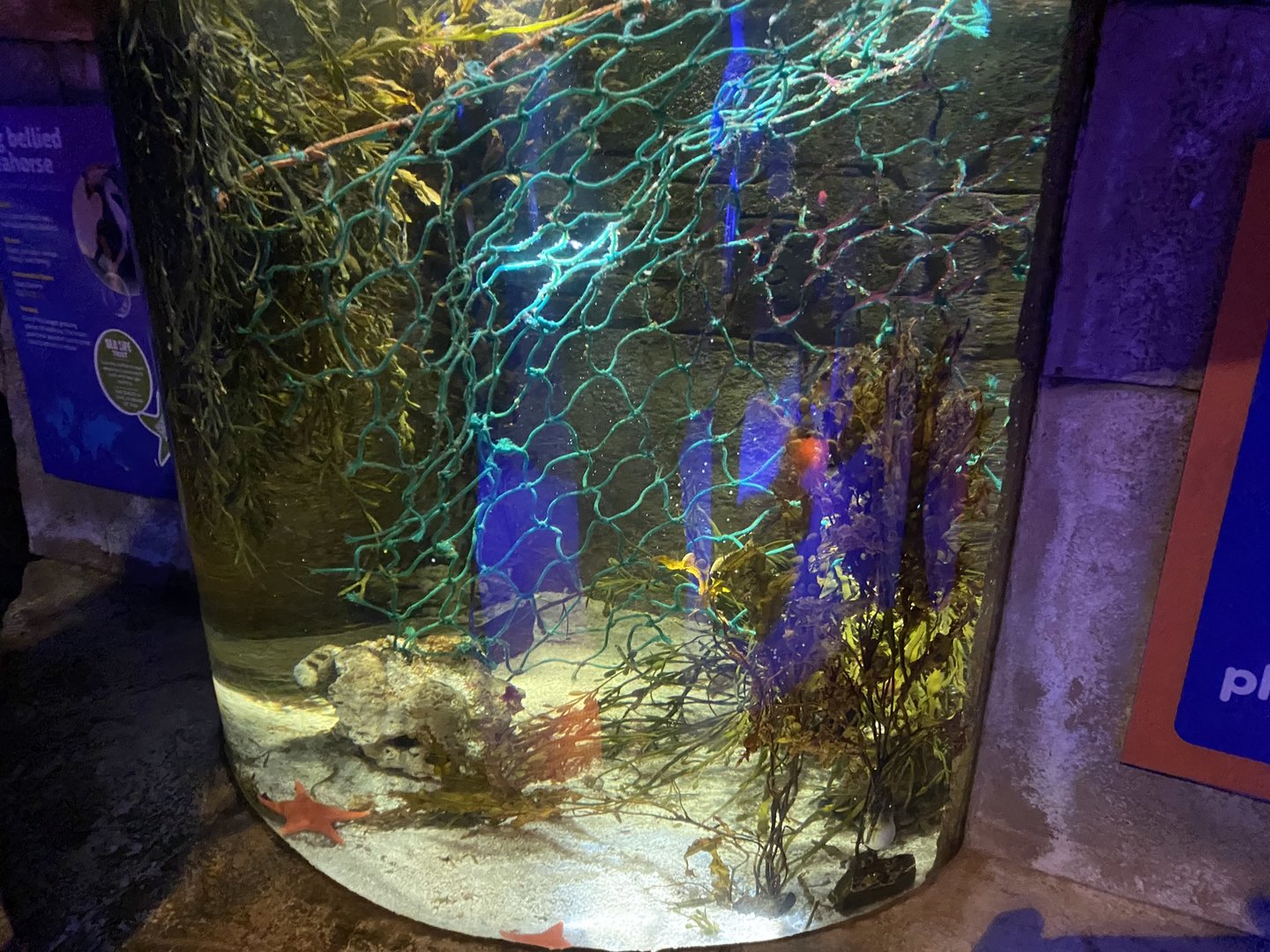 Big-bellied seahorse exhibit 070123