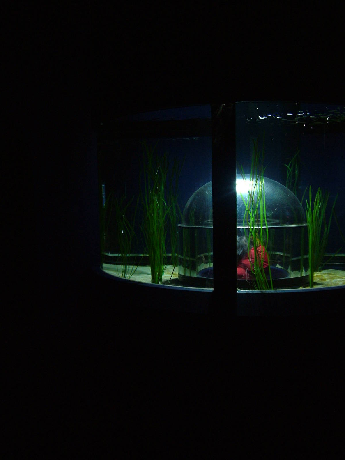 Big-bellied Seahorse exhibit at Blue Reef Bristol 19/12/09