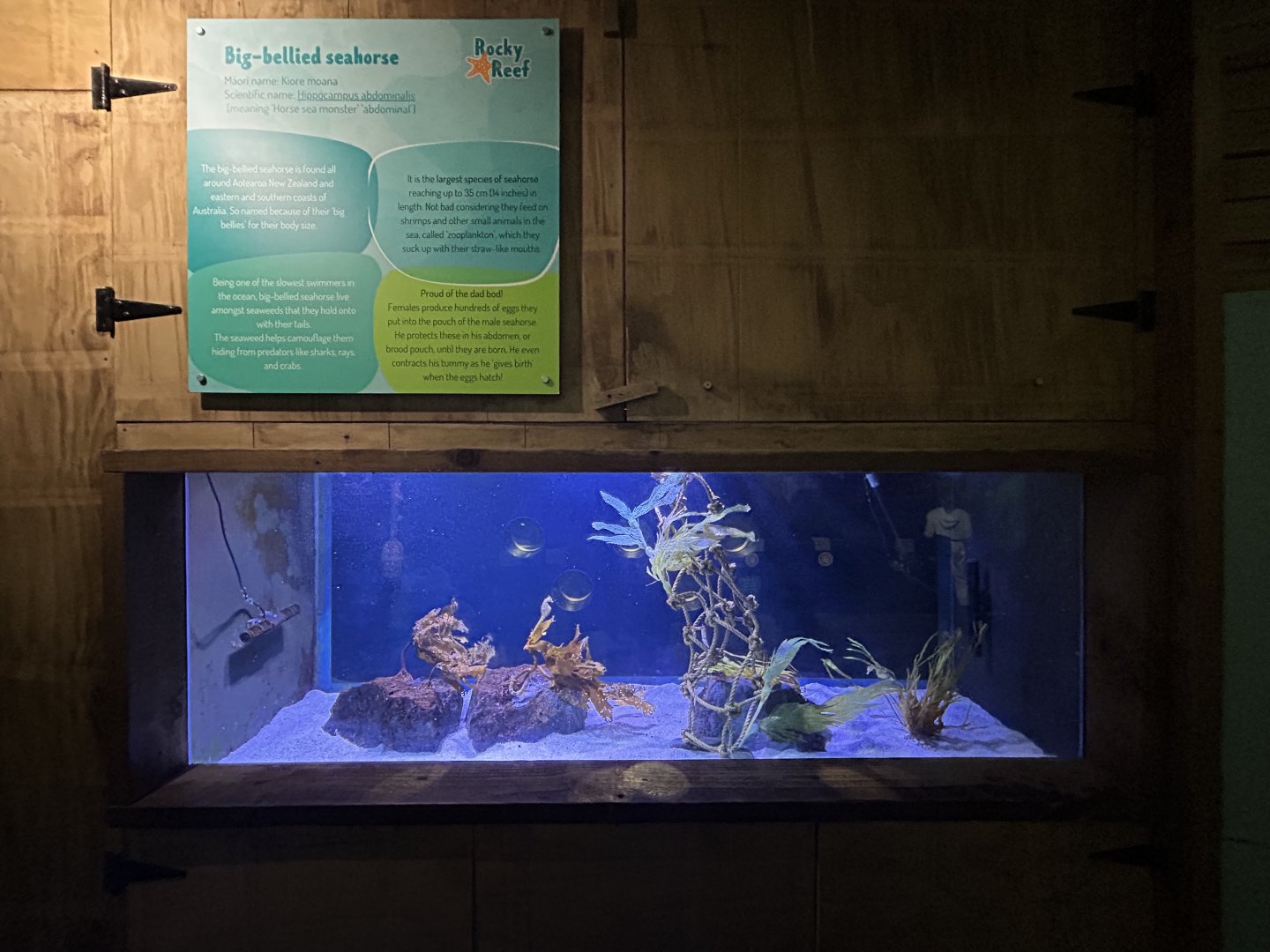 Big-bellied Seahorse Exhibit