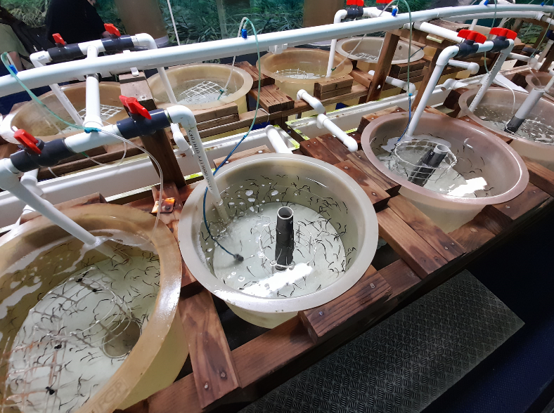 Big-Bellied Seahorse Fry Tanks