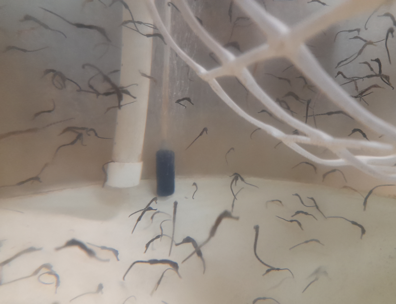 Big-Bellied Seahorse Fry