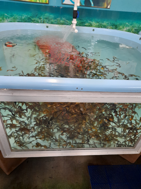 Big-Bellied Seahorse Growout Tank