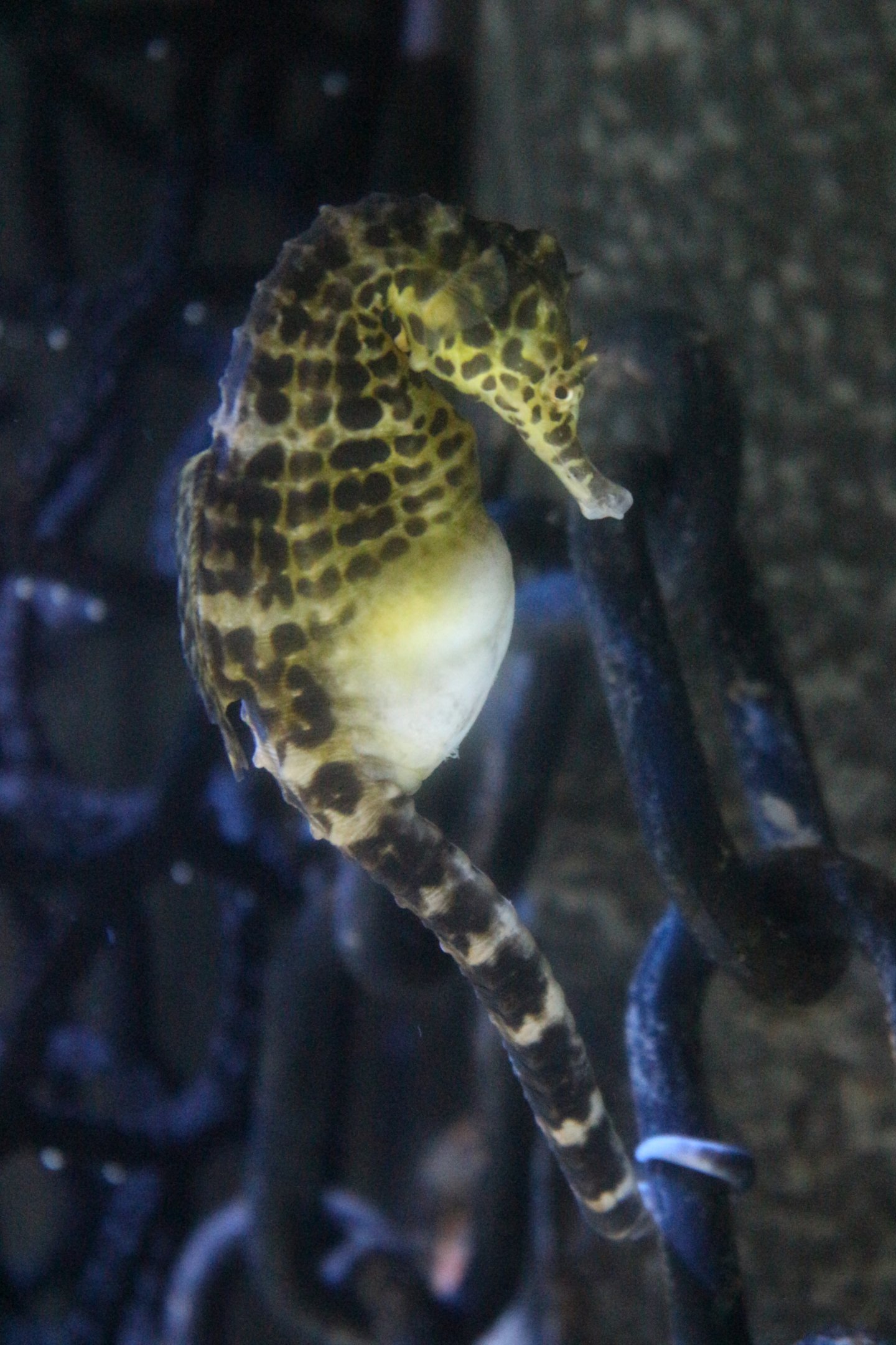 Big-bellied Seahorse @ Living Coasts; 22.09.2016