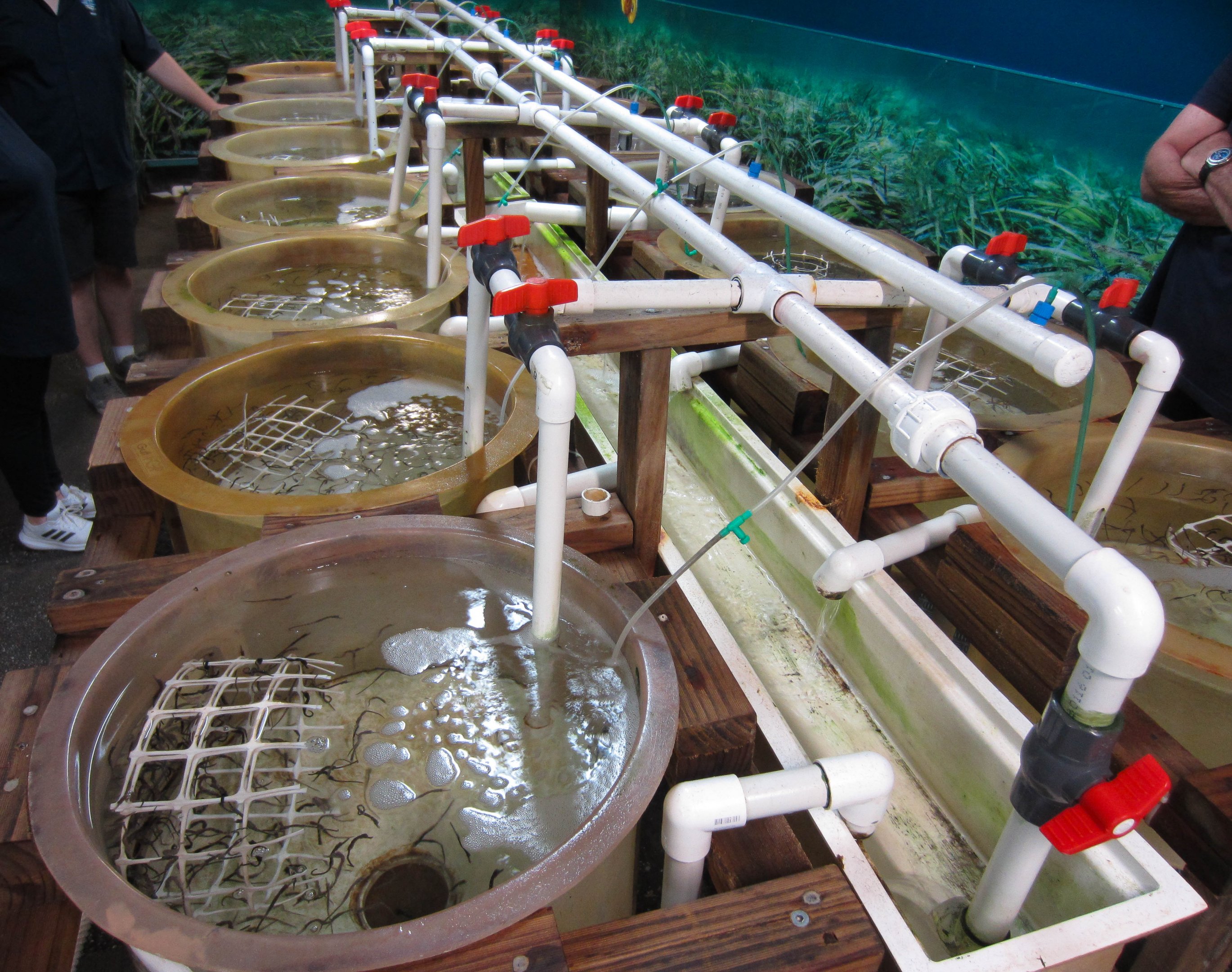 Big-bellied Seahorse rearing tanks