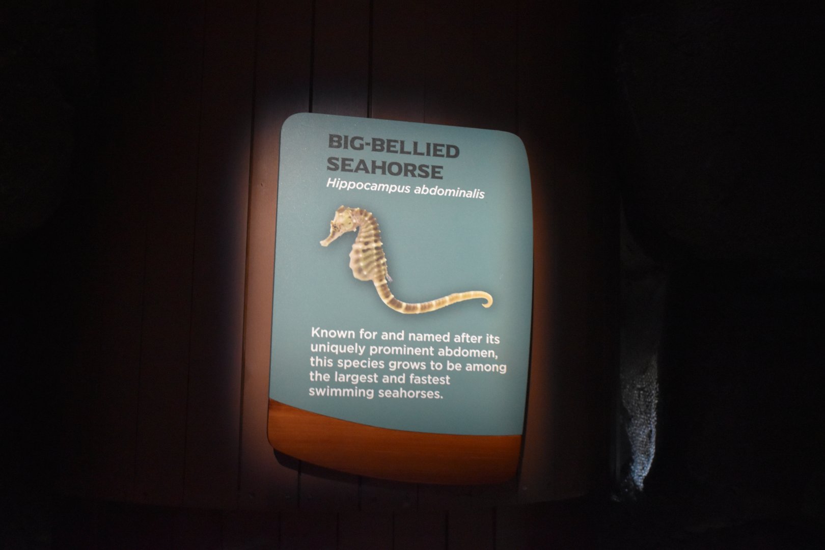 Big-Bellied Seahorse Signage