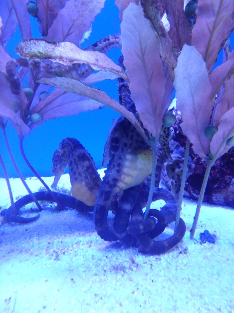 Big-bellied seahorse