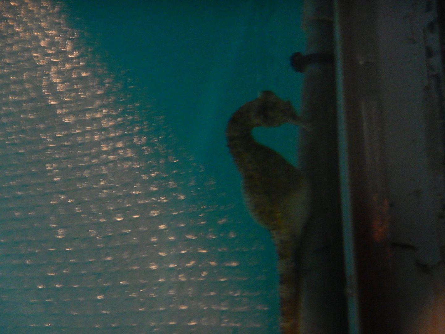 Big-Bellied Seahorse