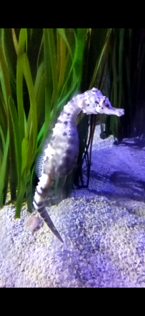 Big-bellied seahorse