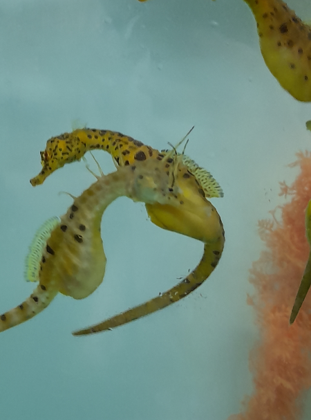 Big-Bellied Seahorse