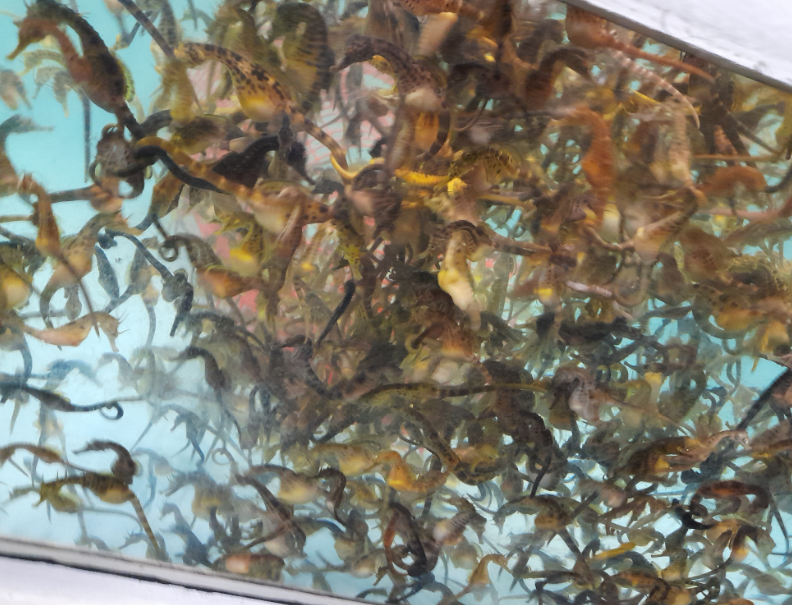 Big-Bellied Seahorse