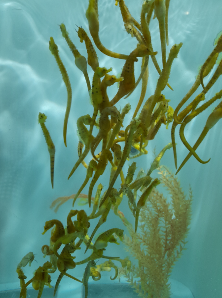 Big-Bellied Seahorse