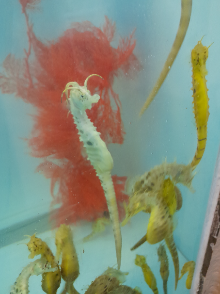 Big-Bellied Seahorse