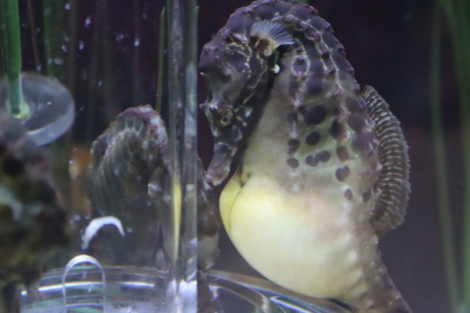 Big-Bellied Seahorse