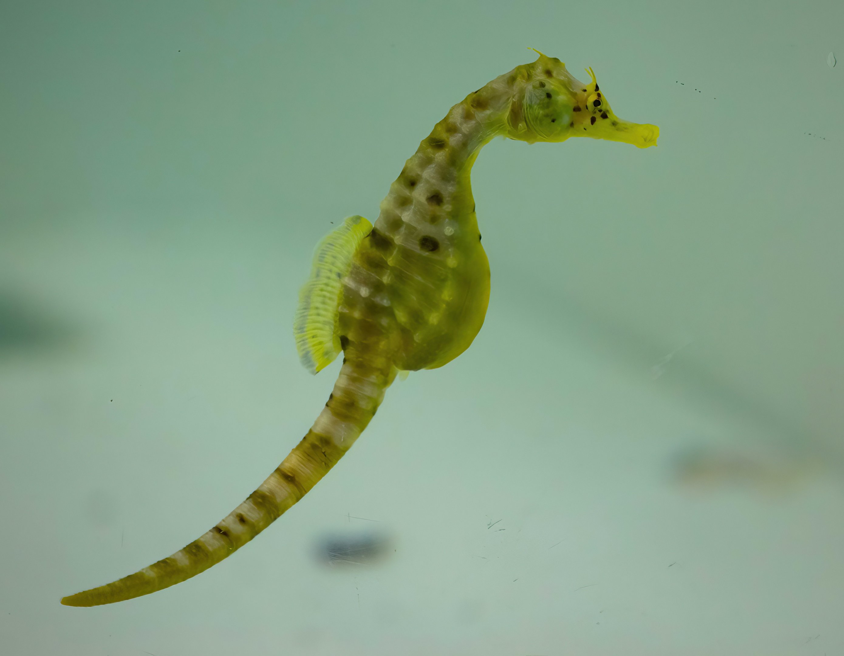 Big-bellied Seahorse