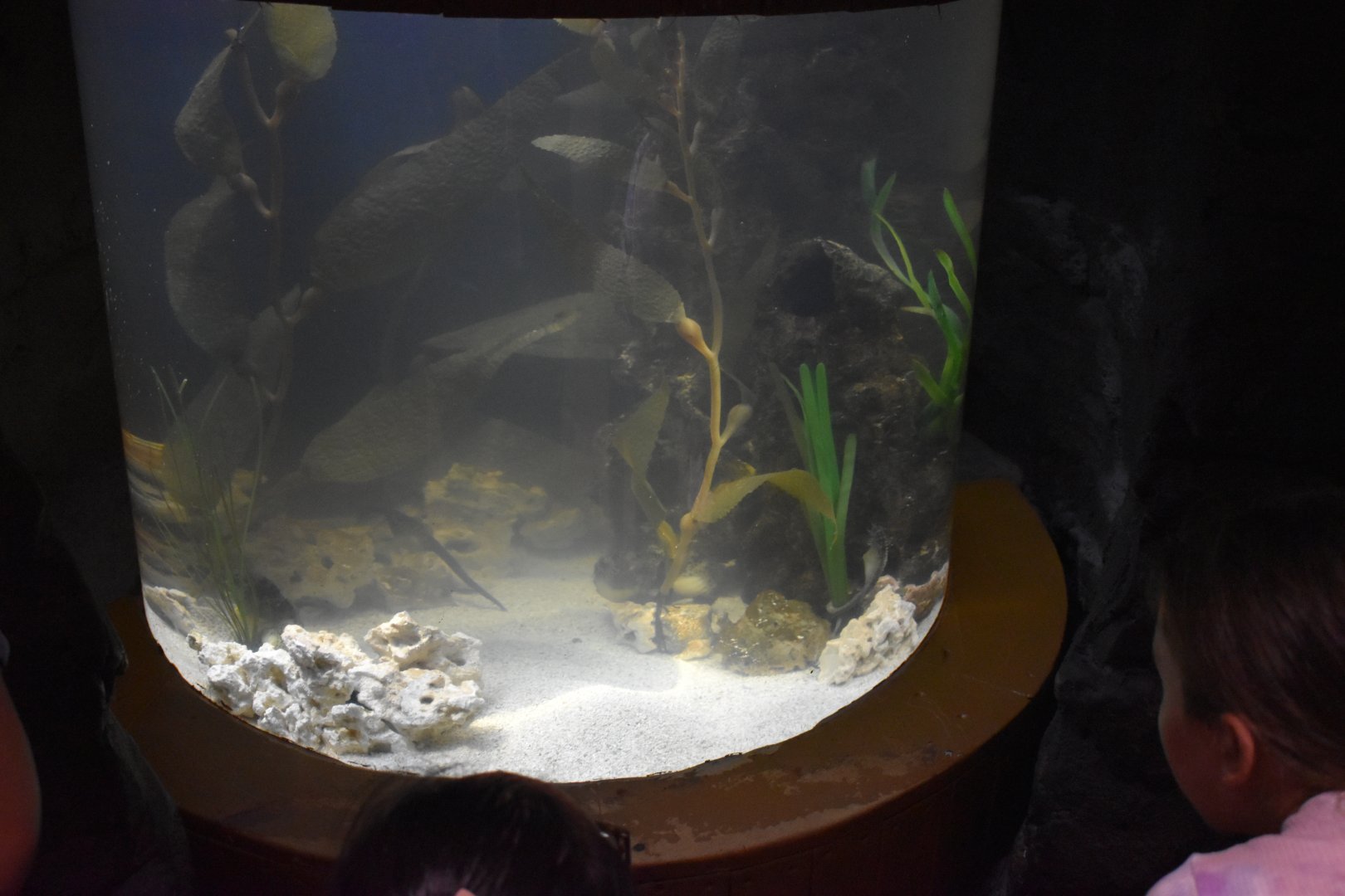 Big-Bellied Seahorse