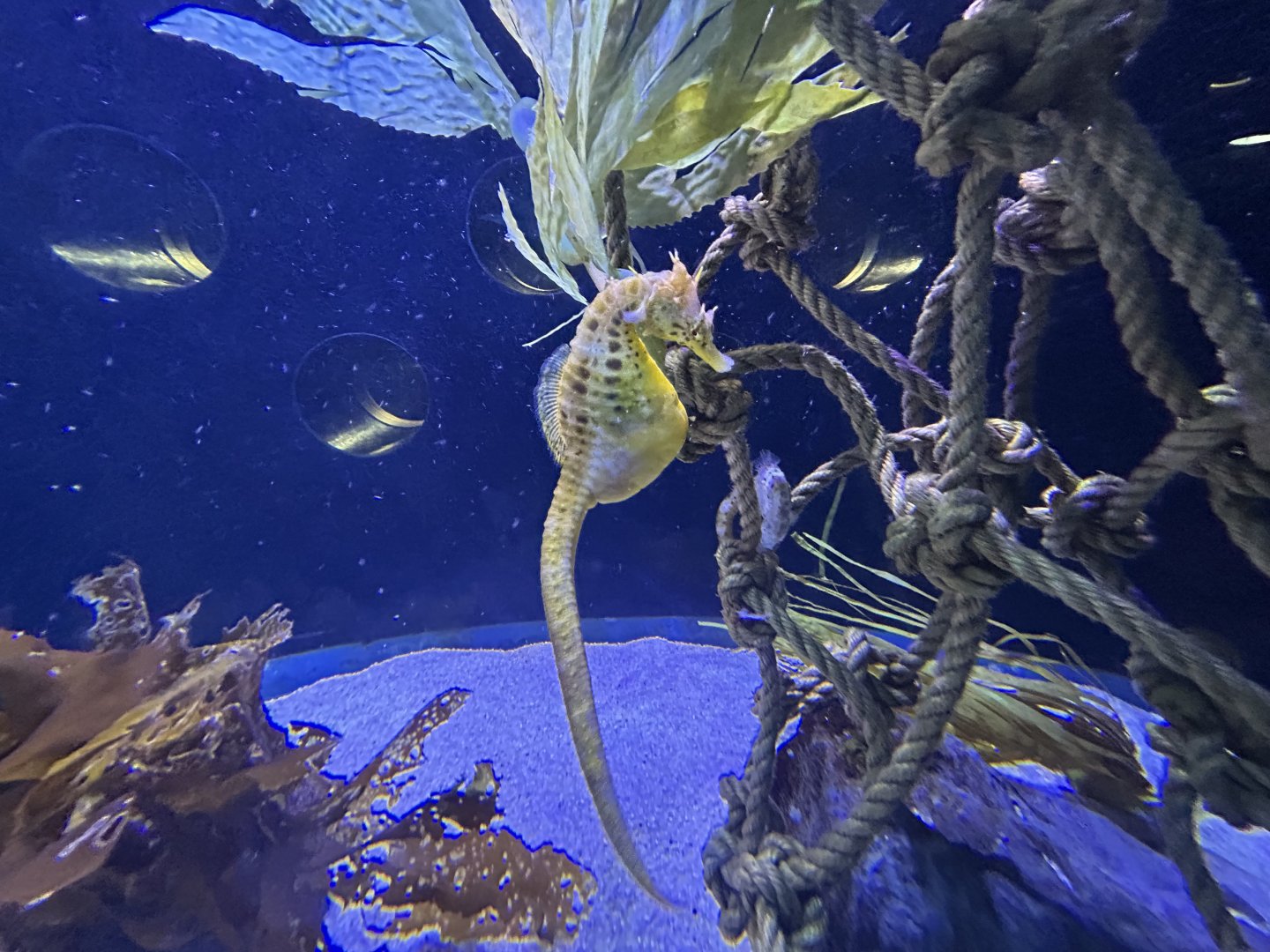Big-bellied Seahorse