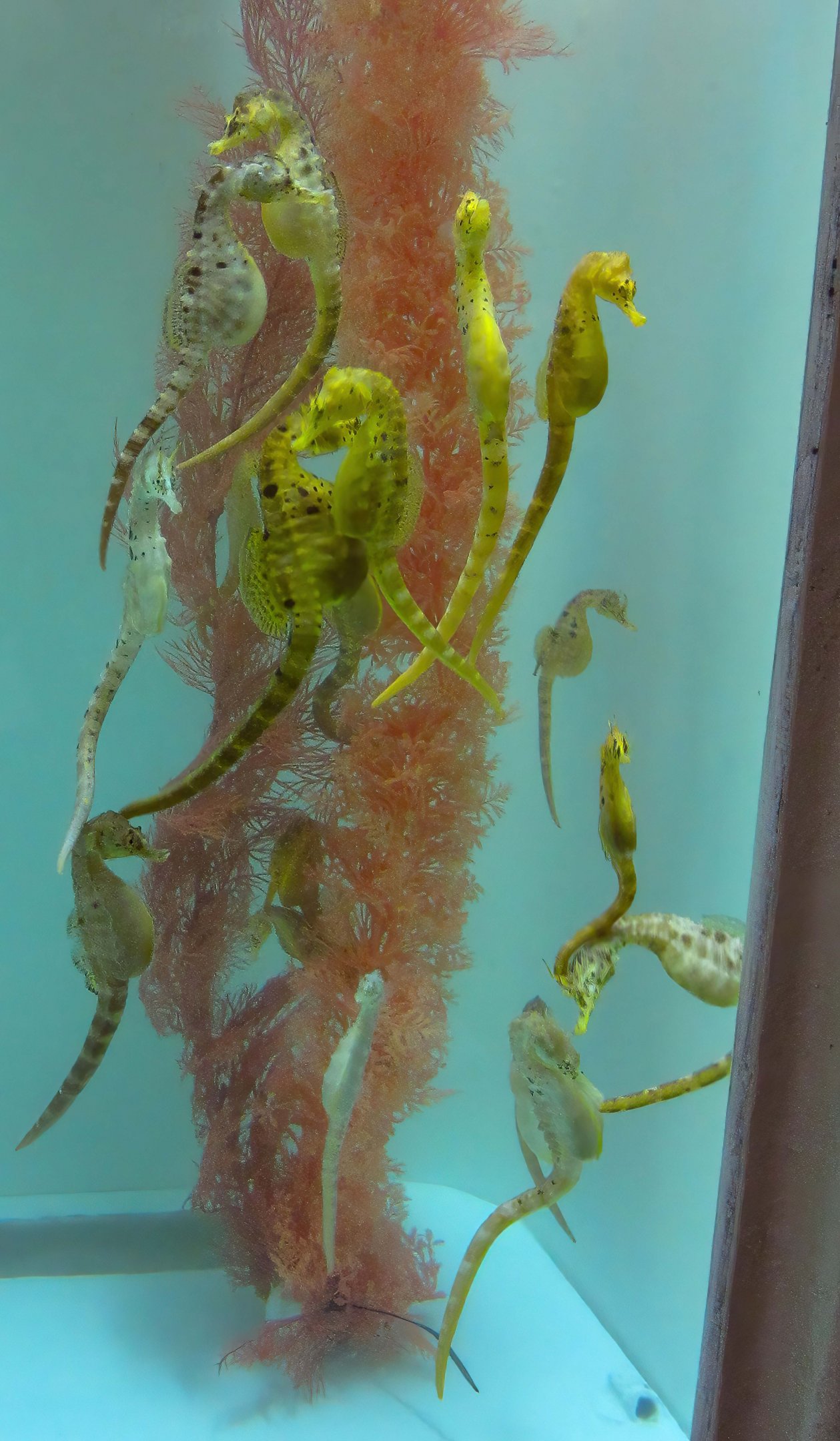 Big-bellied Seahorses