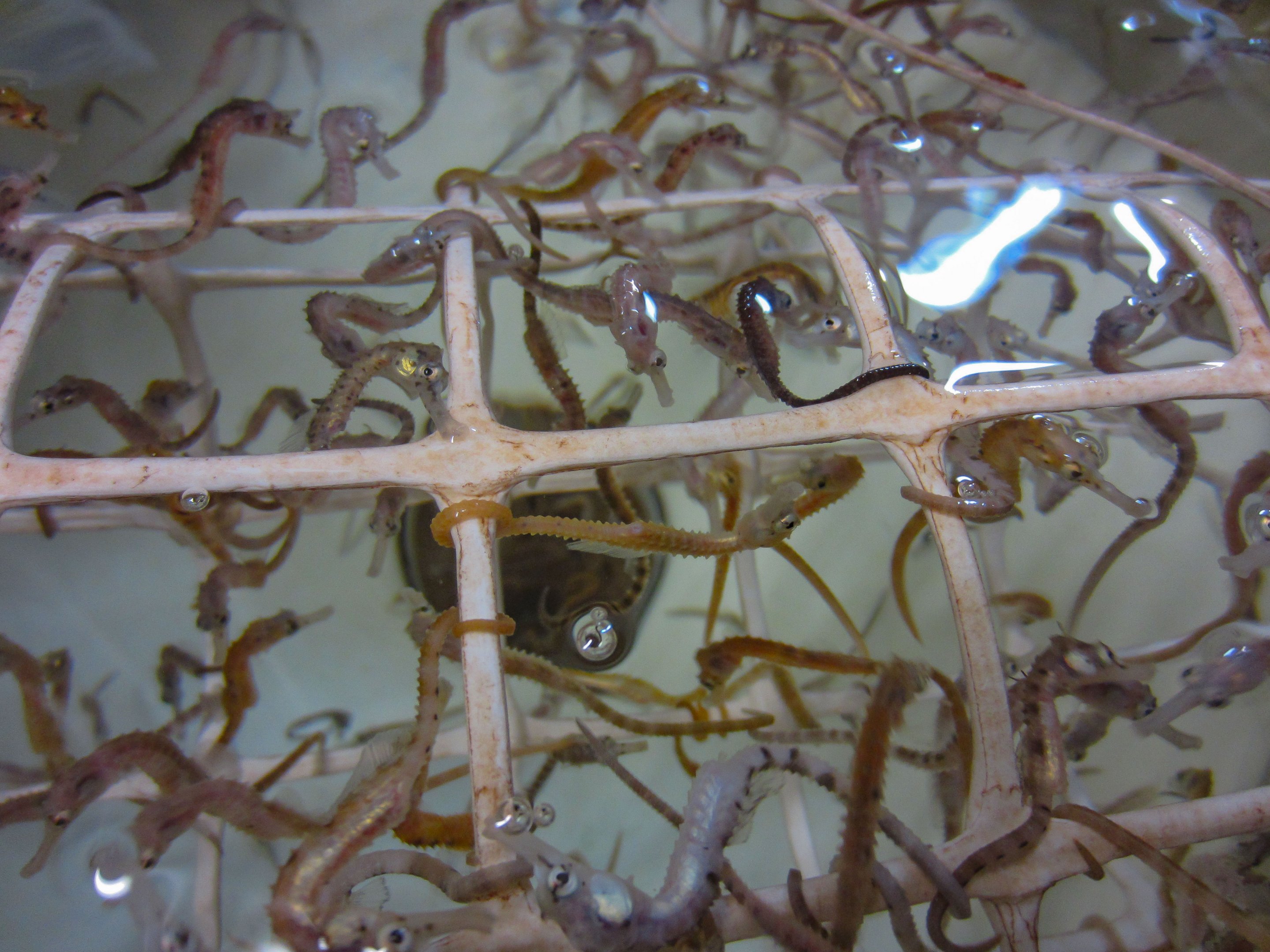 Big-bellied Seahorses