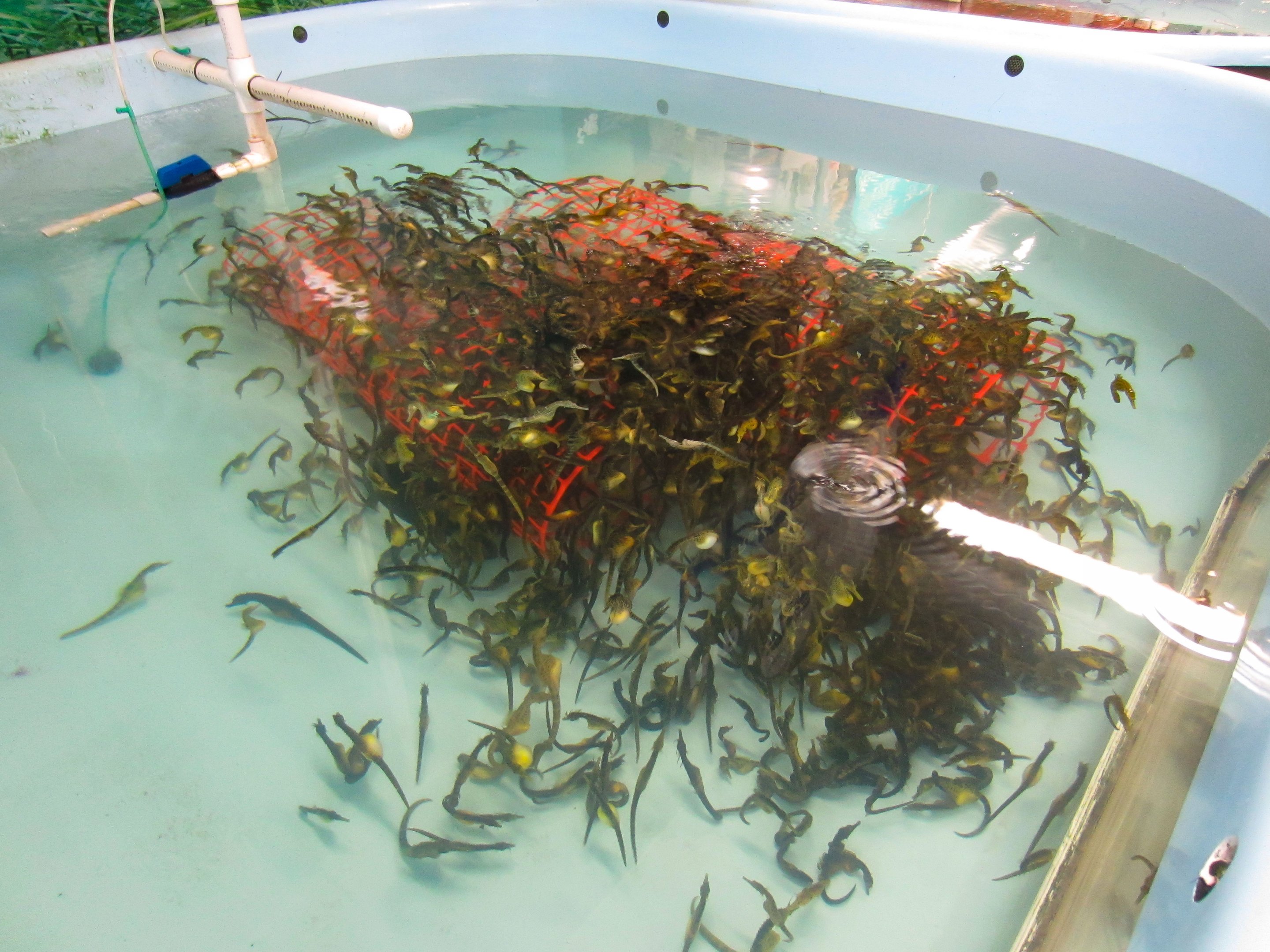 Big-bellied Seahorses