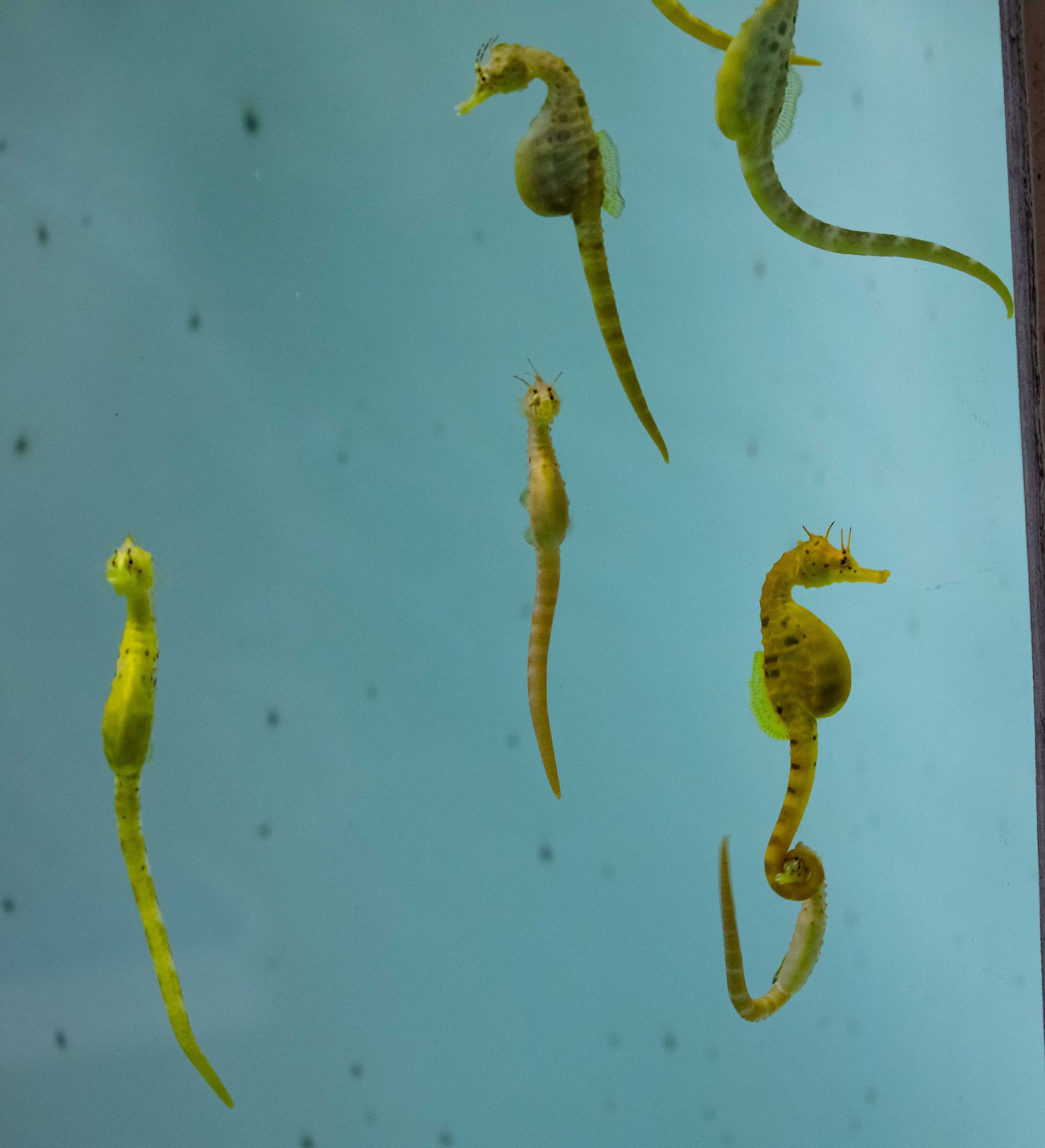 Big-bellied Seahorses