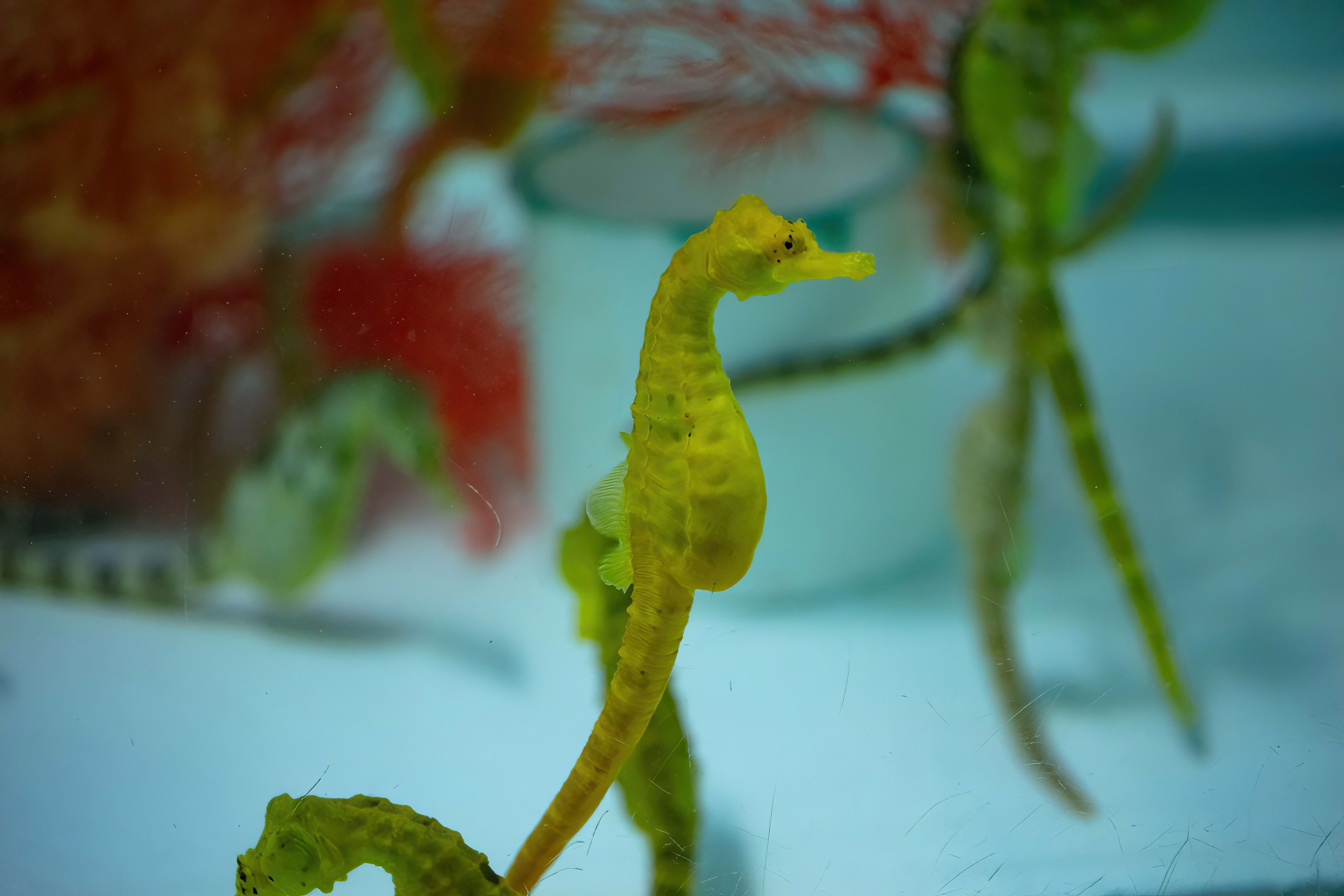 Big-bellied Seahorses