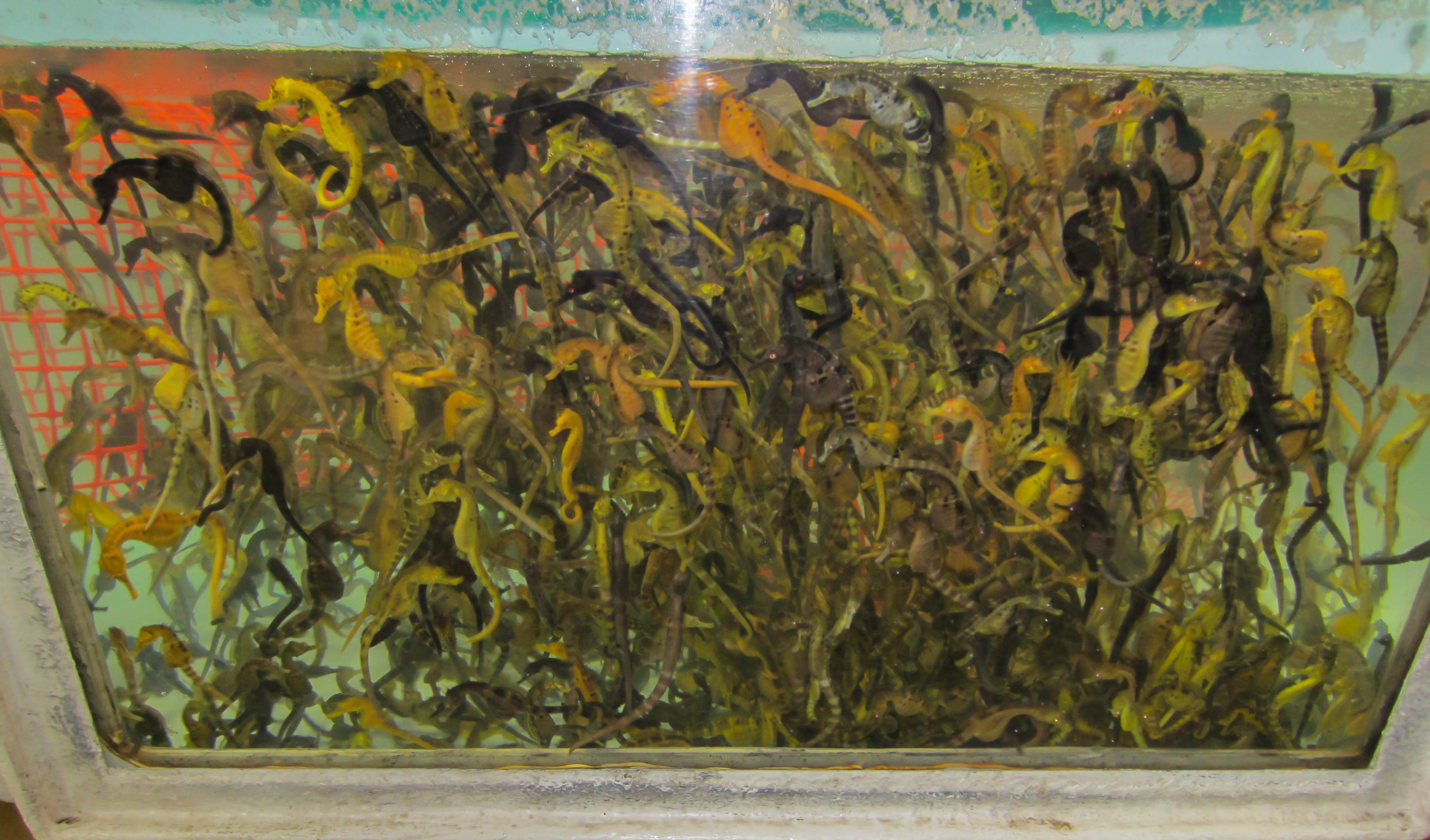 Big-bellied Seahorses