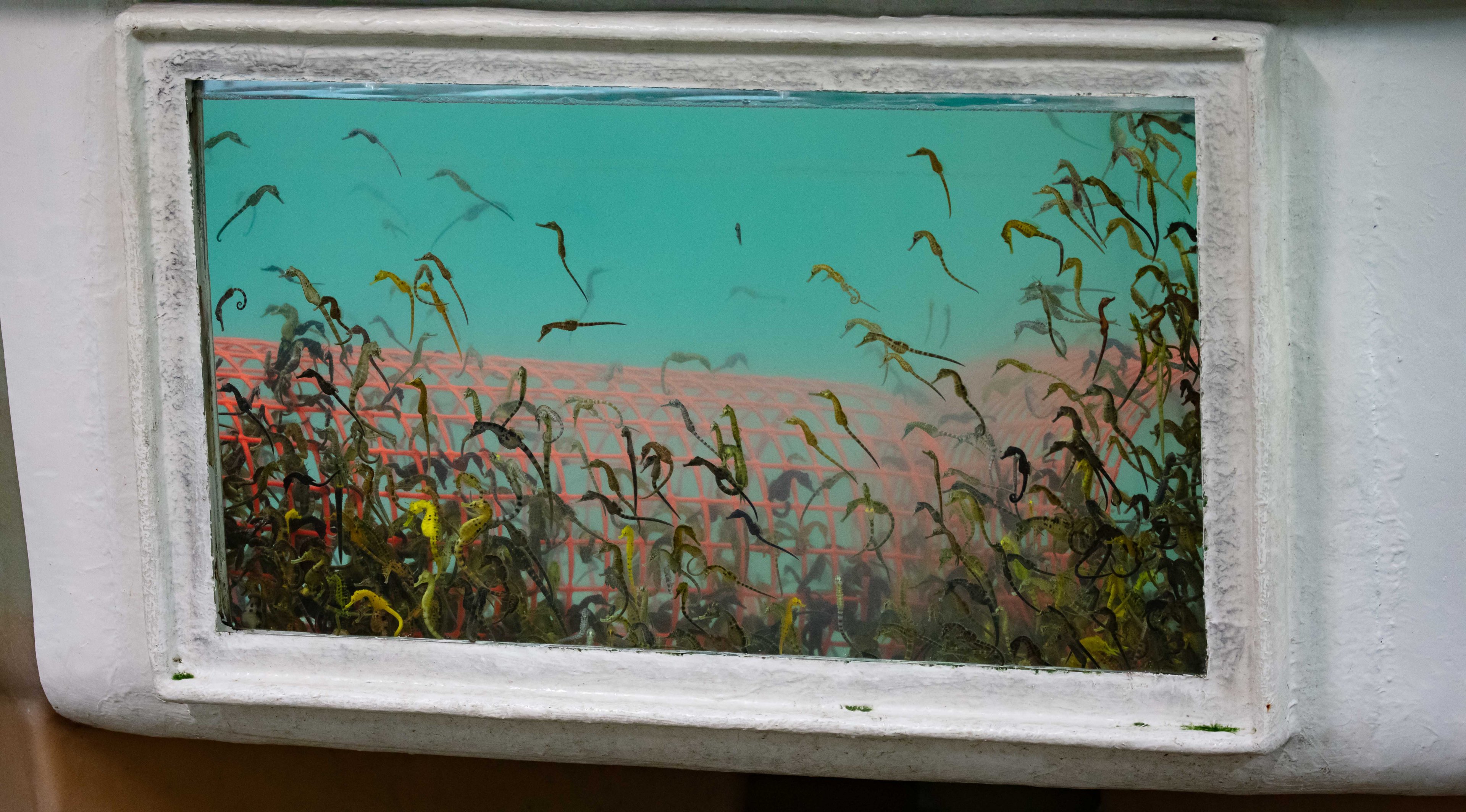 Big-bellied Seahorses