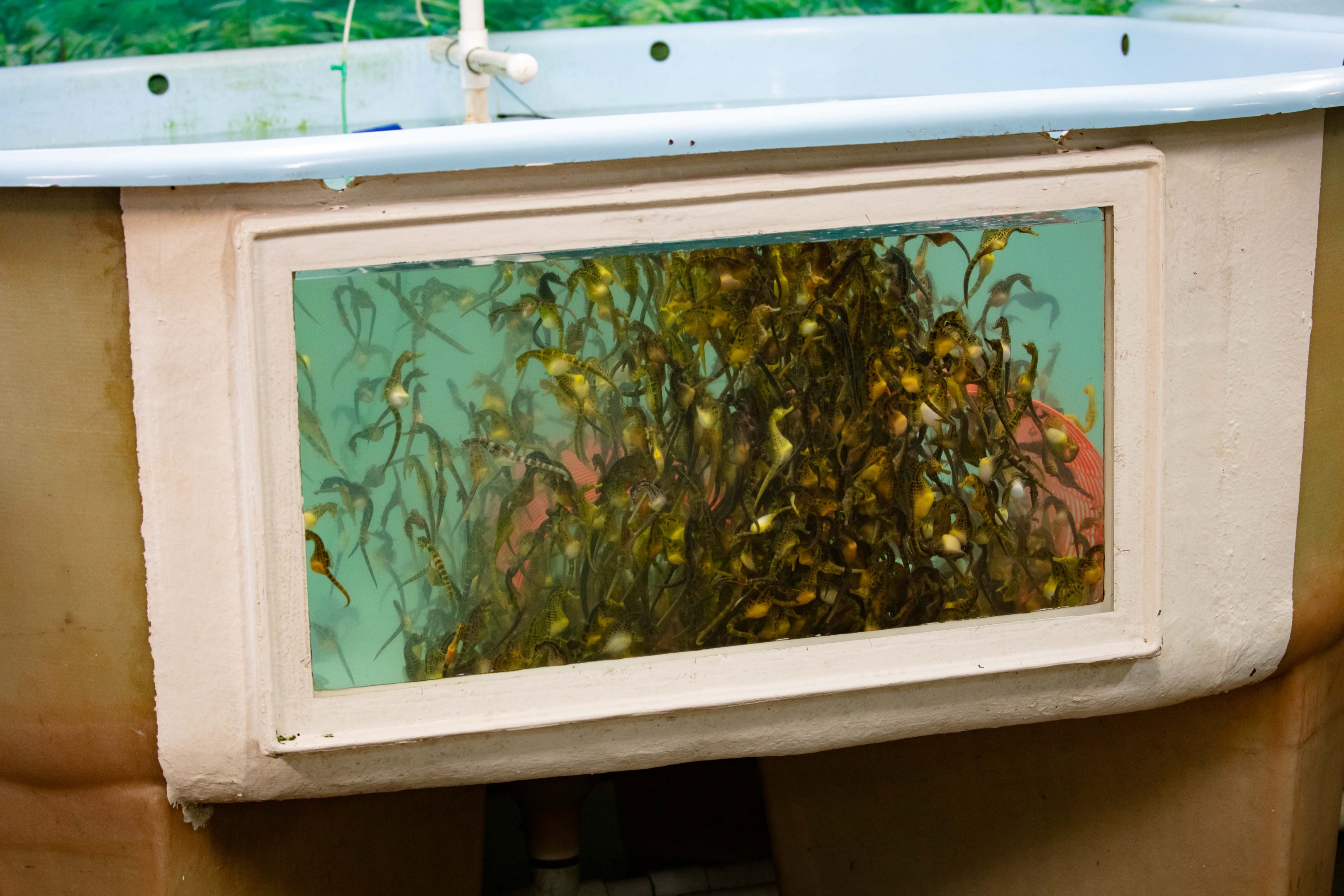 Big-bellied Seahorses