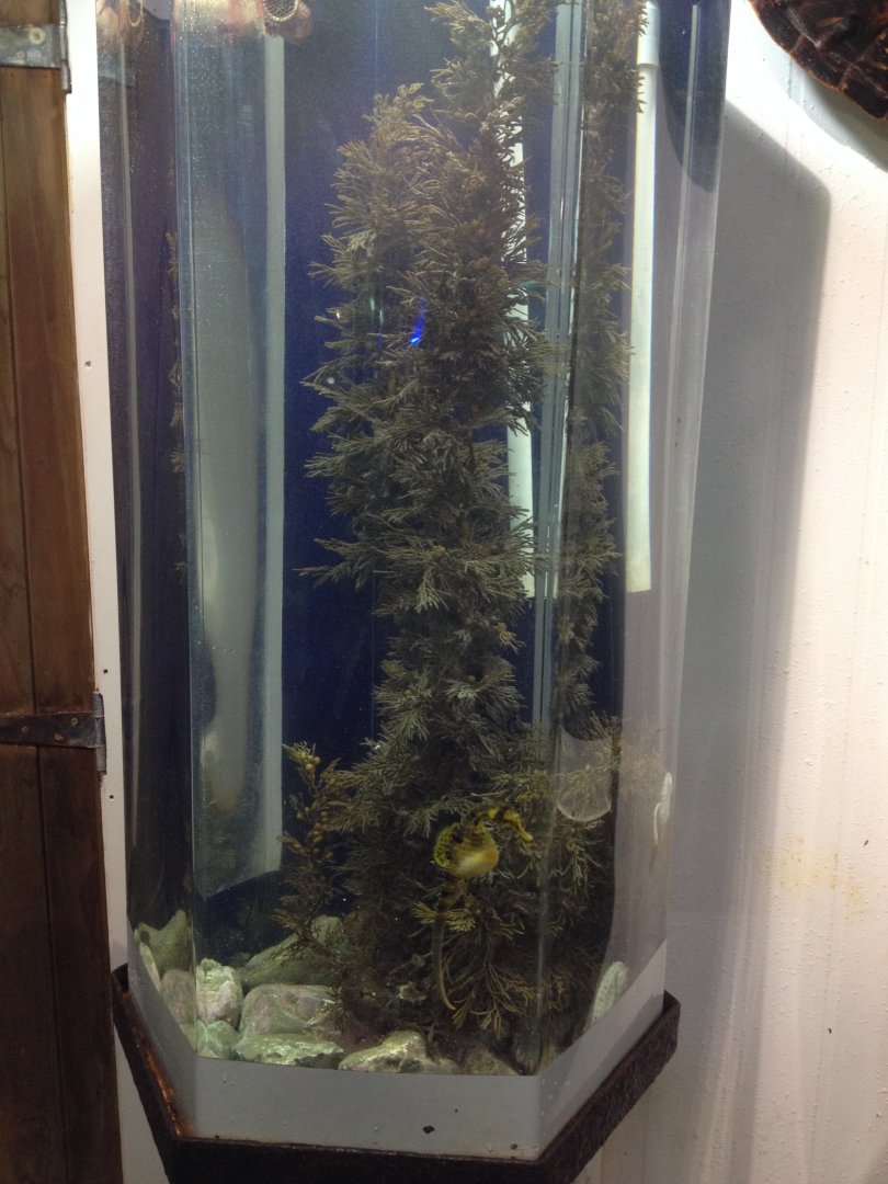 Big-belly Seahorse tank