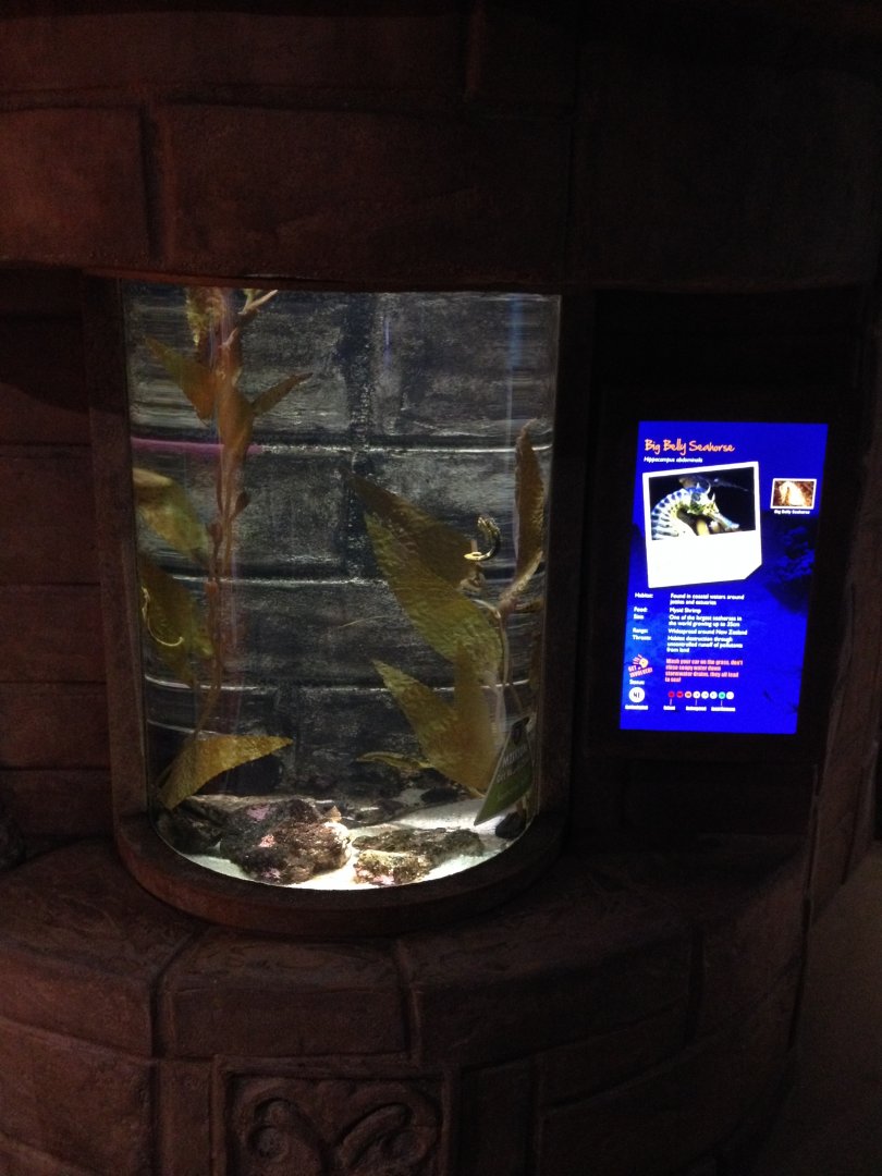 Big-belly Seahorse tank