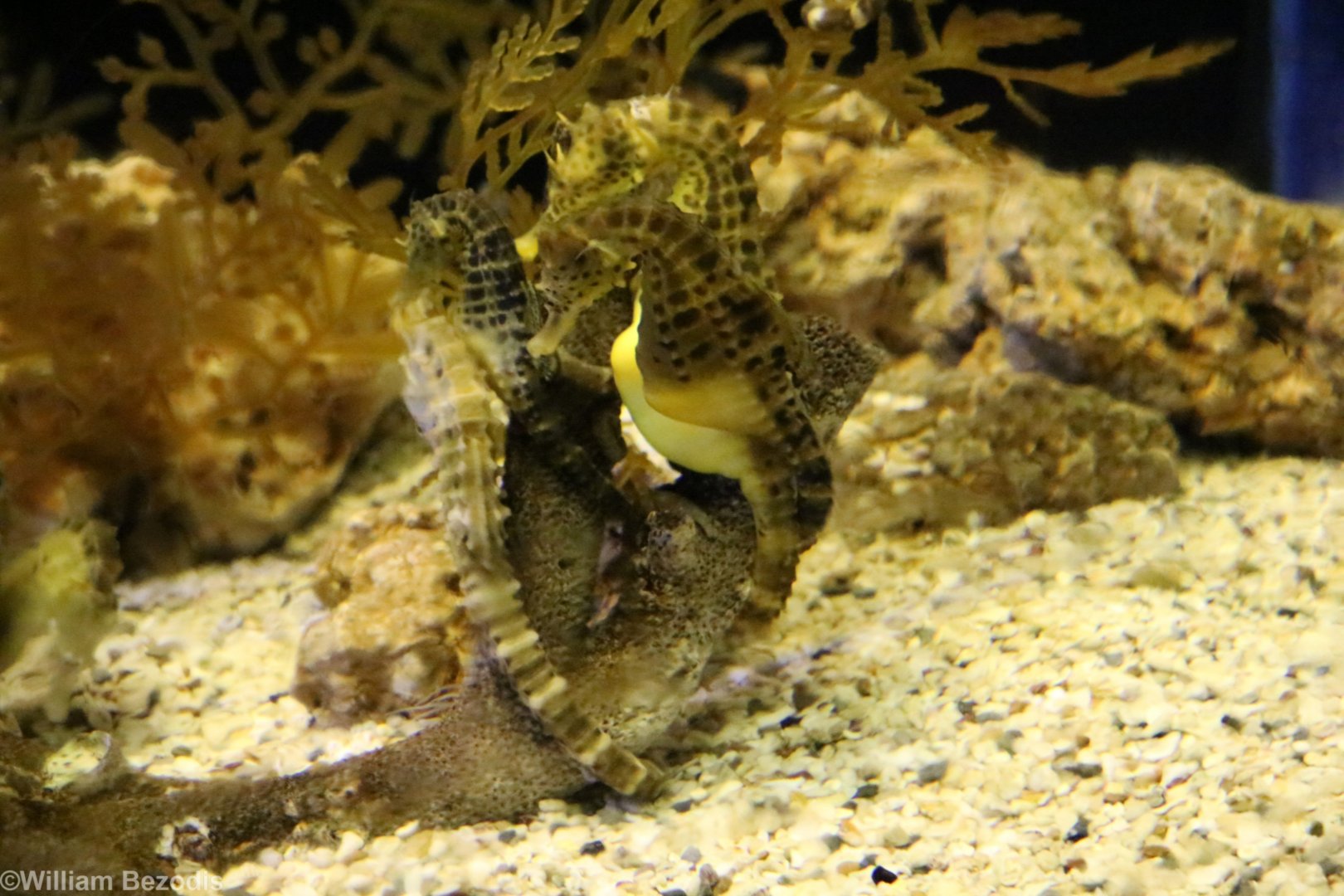 Big-belly Seahorse