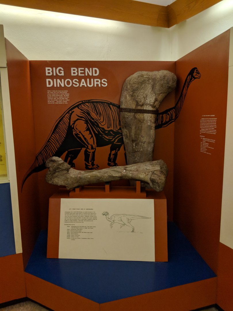 Big Bend Dinosaurs Display